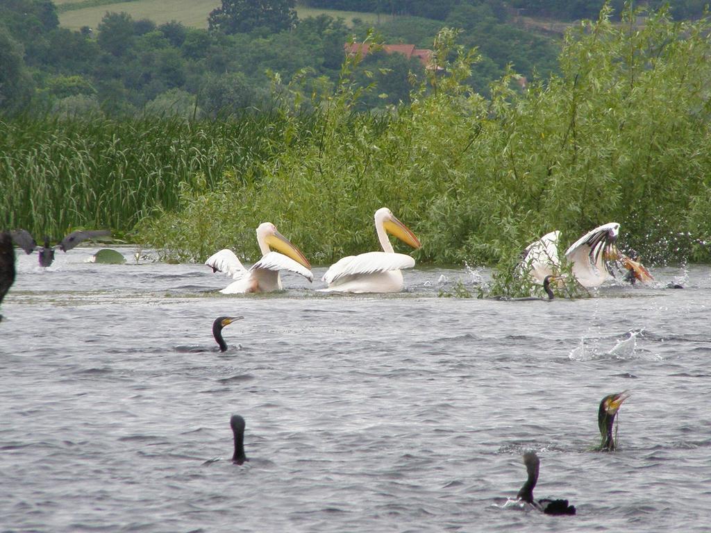 Pensiunea Anda Tulcea Buitenkant foto